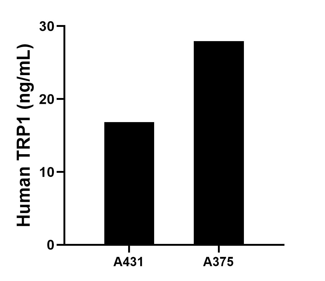 The mean TRP1 concentration was determined to be 16.83 ng/mL in A431 cell extract based on a 4.00 mg/mL extract load and 27.93 ng/mL in A375 cell extract based on a 4.60 mg/mL extract load.